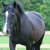 Welsh_Cob_Ceres_Lady_Inger